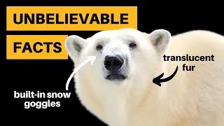 12 Polar Bear Facts That Will Blow Your Mind