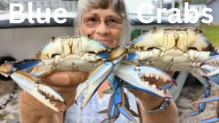 Blue Crabs, Catching Them In The St  Johns River
