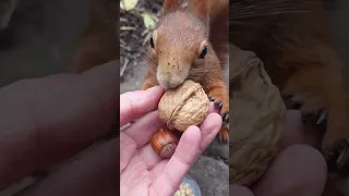 Eichhörnchen drängelt sich vor 🐦🐿🥰#eichhörnchen #squirrels #zusüss #glücksmomente