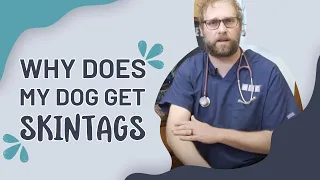 Explaining Dog Skintags | Eastwood Animal Clinic