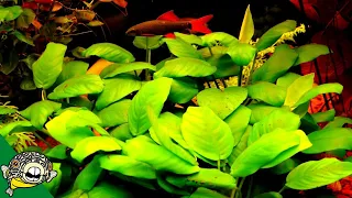 Cycling a Planted Aquarium Biological Filter