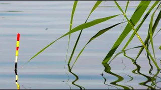 КІЛОГРАМОВІ КАРАСІ і короп на озері вудкою