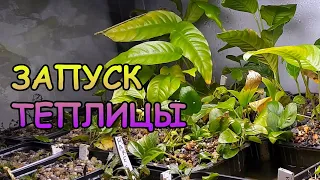 ЗАПУСКАЮ ТЕПЛИЦУ С АКВАРИУМНЫМИ РАСТЕНИЯМИ