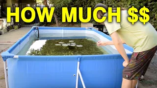 How Much Does It Cost To Build A Pool Pond?