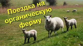 86. Жизнь в Англии. Поездка на английскую ферму.