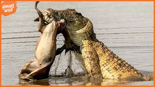 Best Moments Crocodile Attack Impala | Animal Attacks