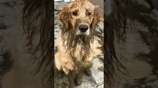 Muddy Golden Retriever Makes Huge Mess at Owner's Front Door | Shorts