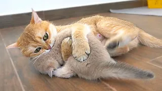 The way the mother cat loves her kitten is profoundly intense