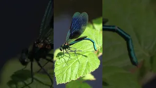Dragonfly Insect Wings | The Dragonfly Life Cycle | Asia’s Weirdest | National Geographic  #shorts