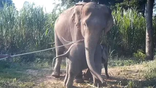 Undercover footage shows cruel training used on baby elephants to boost Thailand tourism