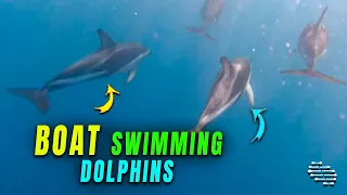 Dolphins Swimming Next to a Boat in the Water