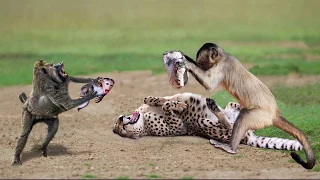 Unbelievable Monkey Save Fail From Leopard Hunting! Mother Monkey Hold Baby One Week