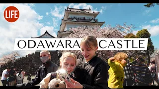 A Stunning Day at Odawara Castle | Life in Japan Episode 204