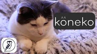 Koneko: NYC's Cat Café