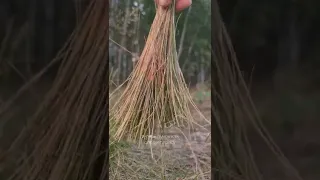 Заготовка травы белоуса для плетения