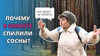 Жители Иманты в недоумении: кто и зачем спилил вековую сосну?