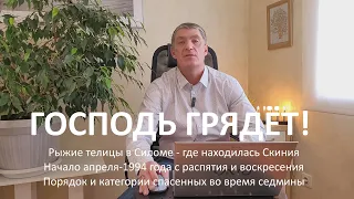 Рыжие телицы в Силоме, где находилась Скиния. Начало апреля -1994 года от распятия и воскресения.