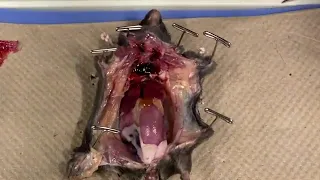 mouse necropsy