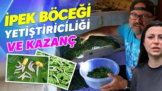 İPEK BÖCEĞİ YETİŞTİRİCİLİĞİ VE KAZANÇ (Ek Gelir - Köyde Para Kazanmak)