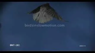 Raven Slow Motion Against Blue Screen Shot on Phantom HD Gold