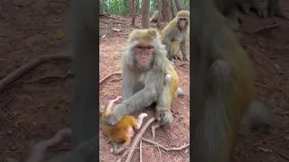 Baby monkey likes to drag hairs of mommy, which makes mommy very angry