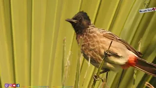 Red Vented Bulbul - Venu Manohar