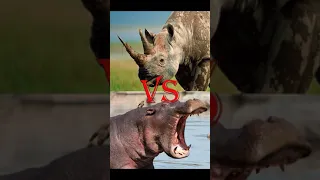 Носорог против бегемота - какой из них самый сильный? #Shorts