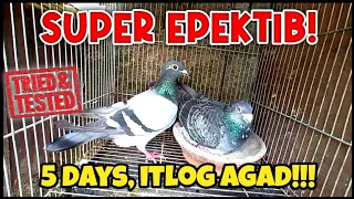 BREEDING TIPS PARA UMITLOG NG MABILIS! ( EGG BOOSTER ) TRIED AND TESTED KO 'TO!