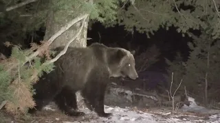 Grizzly bear and Mountain Lion family