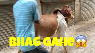 Cow Bhag Gahe😱 || Shaheer Paracha Official