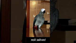 ✅ МОНОЛОГ О ЕДЕ 🤣 ЖАКО ПЕТРУНЯ 🐦#shorts