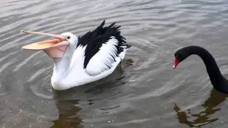 Pelican vs Swan