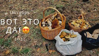 ШОК!!! Грибное ИЗОБИЛИЕ! БЕЛЫЕ ГРИБЫ, Польские, Маслята! Октябрь 2022