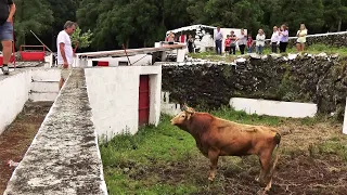 Ganadarias FP & MS - Os Touros Da Fontinha 2023 - Ilha Terceira - Açores