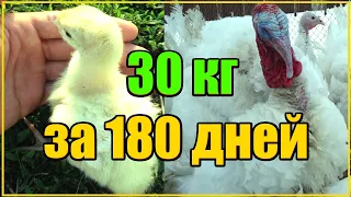 САМЫЕ БОЛЬШИЕ ИНДЮКИ В МИРЕ / БИГ - 6 / 30 КГ ЗА 180 ДНЕЙ /ТЕХНОЛОГИЯ ВЫРАЩИВАНИЯ ИНДЮКОВ БИГ - 6