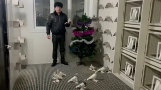 С новым годом голубеводы! Двухчубые голуби. Tauben. Pigeons. Palomas. Pombos. 비둘기.