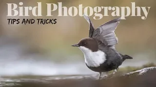 TIPS AND TRICKS | Bird photography - techniques