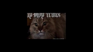 TOP CAT! its crazy! НОВЫЕ!!!СМЕШНЫЕ моменты с КОТИКАМИ 2017, ПРИКОЛЫ НАД КОТАМИ. СМЕШНО ДО СЛЕЗ