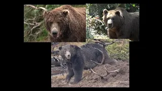 26 Minutes of Grizzly Bear Attacks Marathon 04 19 2024