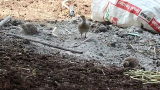 Bird’s of Solapur - Grey Francolin ( Francolinus pondicerianus )