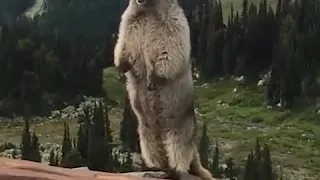 Hoary the Ledge! #hoarymarmot #animals #madlipz