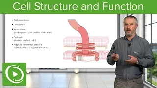 Cell Structure and Function – Biology | Lecturio