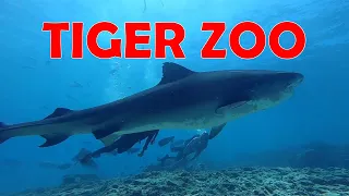 Dive #118 at "Tiger Zoo", Fuvahmulah, Maldives | Tiger Shark