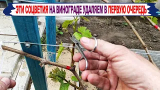 🍇 На каких ПОБЕГАХ стоит УДАЛИТЬ СОЦВЕТИЯ УЖЕ СЕЙЧАС. Готовим урожай на будущий год.