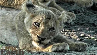 WildEarth - Sunset Safari - November 30, 2019