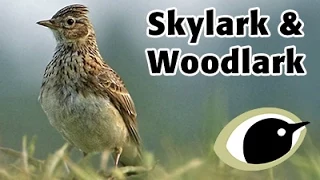 BTO Bird ID - Skylark & Woodlark