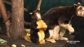 Matschie's tree kangaroo joey is 9 months old at Saint Louis Zoo