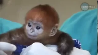 Baby Monkey Francois Langur