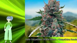 Auto Carpathian White Witch – Carpathian Seeds