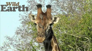 WildEarth - Sunrise  - 4 April 2021